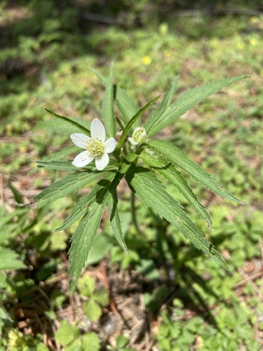 riverside windflower