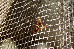 Polistes humilis synoecus