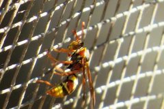 Polistes humilis synoecus
