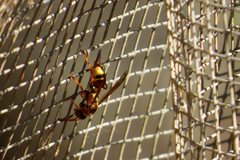Polistes humilis synoecus