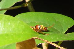 Polistes humilis synoecus