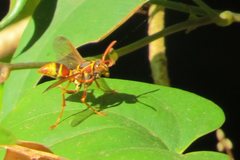 Polistes humilis synoecus