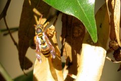 Polistes humilis synoecus
