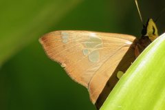 Netrocoryne repanda