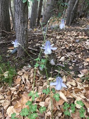 Aquilegia moorcroftiana