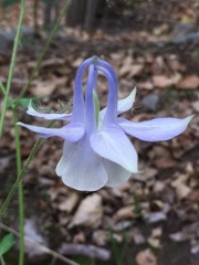 Aquilegia moorcroftiana