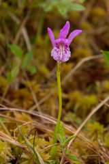 Arethusa bulbosa