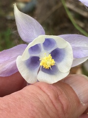 Aquilegia moorcroftiana