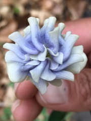 Aquilegia moorcroftiana