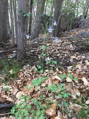 Aquilegia moorcroftiana