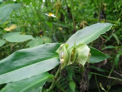 Commelina paludosa