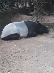 Tapirus indicus