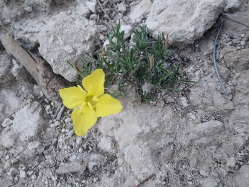 Image of Oenothera lavandulifolia by (c) Kaden Slone, some rights reserved (CC BY)