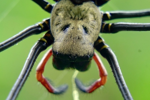 Giant Golden Orbweaver, photo 4 of 8