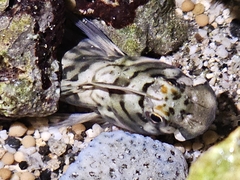 Lumphead Blenny photo 3