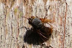 Calliphora stygia