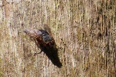 Calliphora stygia