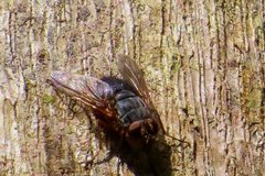 Calliphora stygia