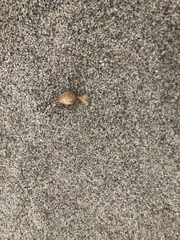 Macrocystis pyrifera