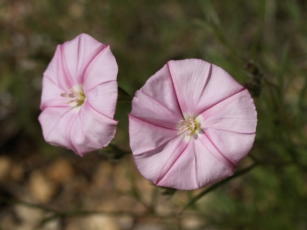 Campanilla de las sierras