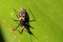 Catasphactes coprias