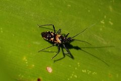 Catasphactes coprias