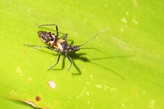 Catasphactes coprias