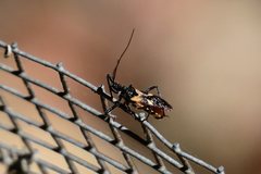 Catasphactes coprias