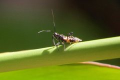 Catasphactes coprias