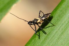 Catasphactes coprias