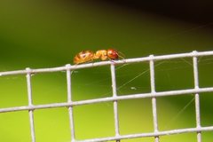 Colobopsis macrocephala