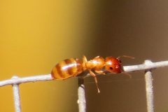 Colobopsis macrocephala