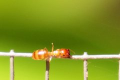 Colobopsis macrocephala