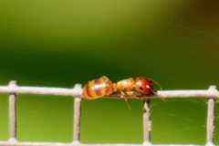 Colobopsis macrocephala