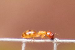 Colobopsis macrocephala