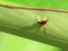 Crocanthes micradelpha