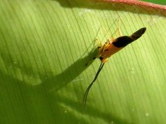 Crocanthes micradelpha