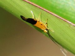 Crocanthes micradelpha