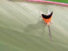 Crocanthes micradelpha