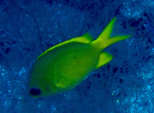 Chromis analis