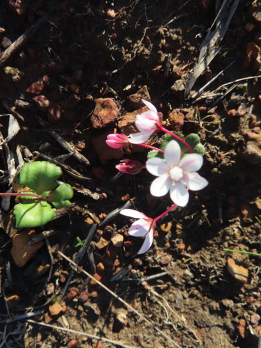 Image of Crassula capensis by (c) linkie, some rights reserved (CC BY)