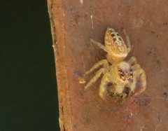 Opisthoncus parcedentatus