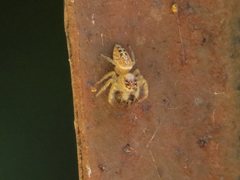 Opisthoncus parcedentatus