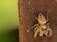 Opisthoncus parcedentatus