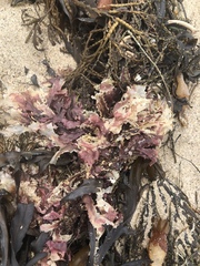 Cryptopleureae