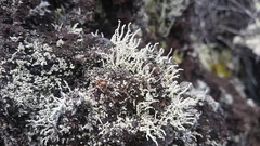 Stereocaulon vulcani