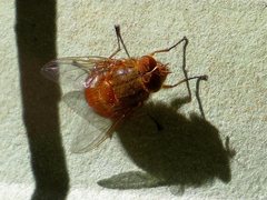 Calliphora ochracea