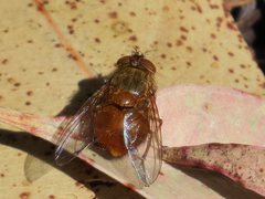 Calliphora ochracea