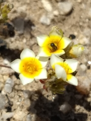 Leptosiphon lemmonii