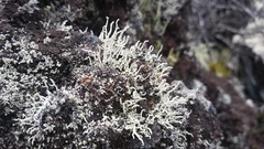 Stereocaulon vulcani